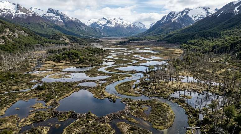 Castores s&atilde;o considerados &ldquo;engenheiros de ecossistemas&rdquo; porque conseguem transformar fisicamente o ambiente onde vivem.