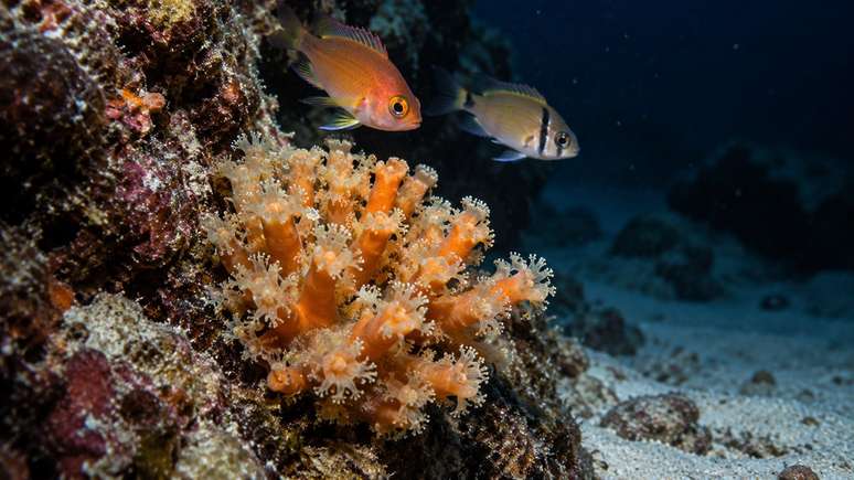 Peixes tamb&eacute;m foram registrados circulando entre as estruturas de coral.
