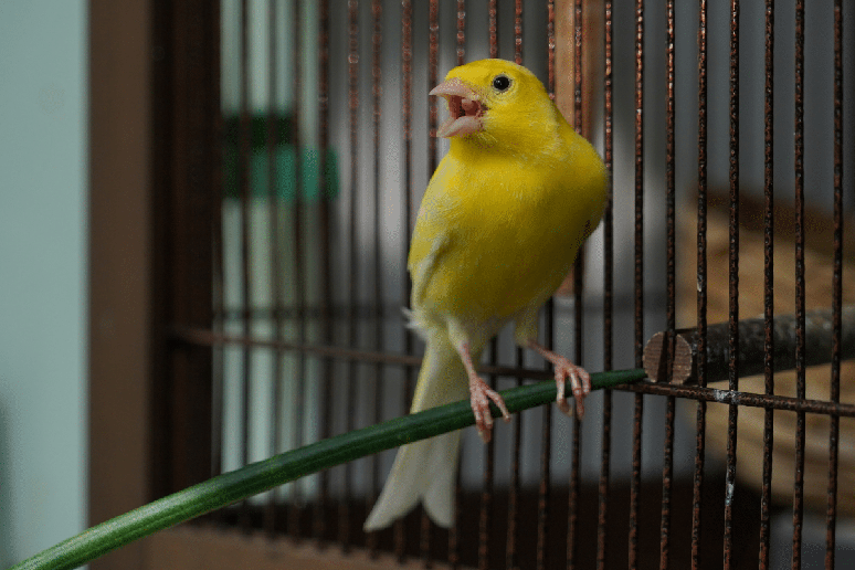 Ligado &agrave;s flores e &agrave; primavera, Flora &eacute; uma op&ccedil;&atilde;o delicada para passarinhos, especialmente aqueles que t&ecirc;m plumagem colorida 