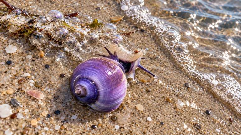 O pr&oacute;prio caracol produz a estrutura que impede seu afundamento.