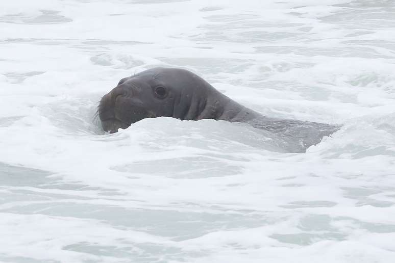 Elefante-marinho nas &aacute;guas da praia de San Conrado, no Rio de Janeiro (RJ)