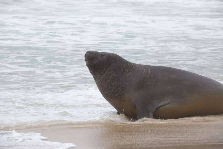 Elefante-marinho passa pela praia de San Conrado, no Rio de Janeiro (RJ); esp&eacute;cie &eacute; diferente de le&atilde;o-marinho