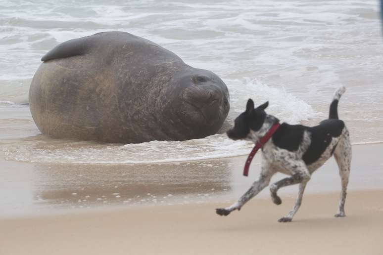Cachorro passa perto de elefante-marinho na praia de San Conrado, no Rio de Janeiro (RJ)
