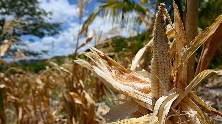 Colheitas foram perdidas na comunidade de Los Piches, no departamento de Valle, em Honduras