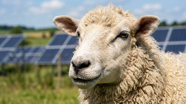 A presen&ccedil;a de animais em parques solares protege o solo e impulsiona novos modelos econ&ocirc;micos sustent&aacute;veis.