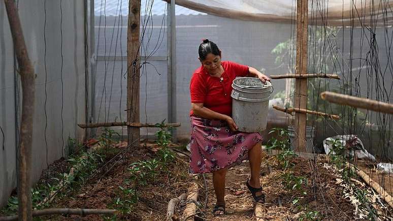 Vilma Ortiz, no Departamento de Moraz&aacute;n, em El Salvador, tenta salvar seus piment&otilde;es, que ela plantou no lugar de tomates este ano porque, segundo lhe disseram, eles aguentam mais a seca