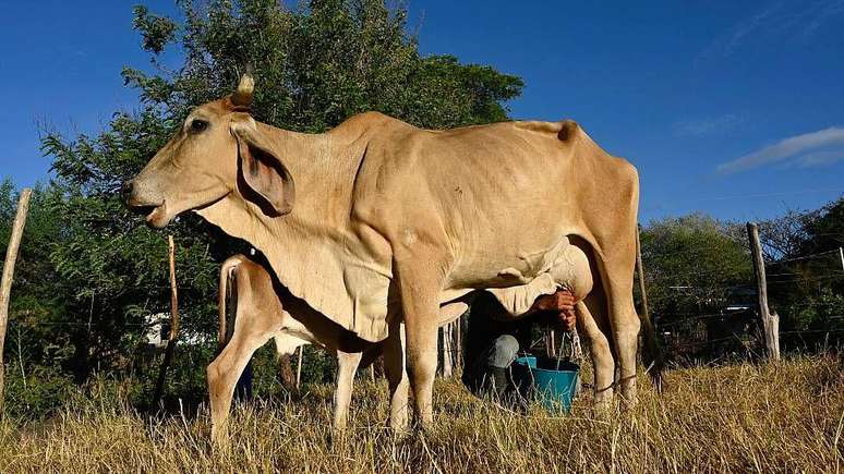 Darwin Cruz ainda tem tr&ecirc;s vacas leiteiras, mas elas produzem apenas 25% do leite habitual