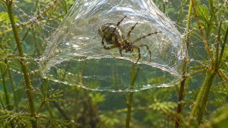 A pr&oacute;pria &aacute;gua fornece parte do oxig&ecirc;nio usado pela aranha.