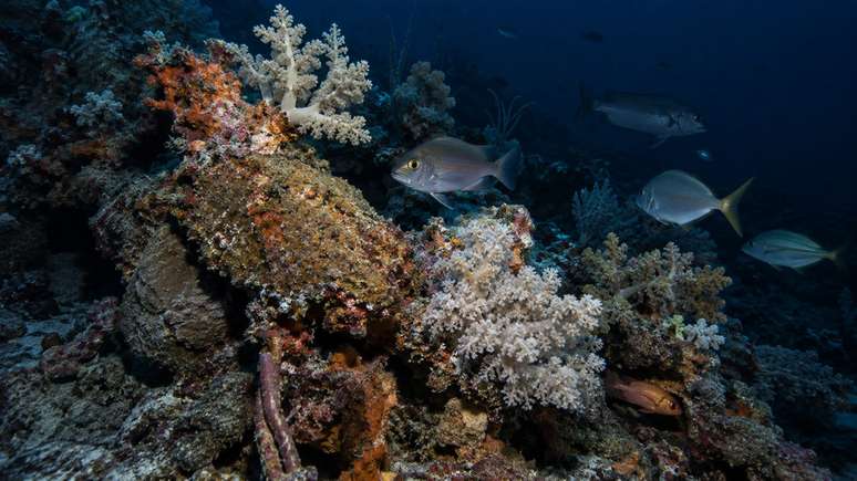 Sonar ajudou pesquisadores a localizar estruturas escondidas no fundo do oceano.