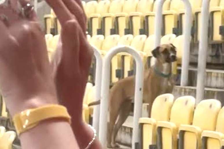 Ap&oacute;s sair do gramado, o c&atilde;o circulou no meio da torcida da Esc&oacute;cia &ndash; Reprodu&ccedil;&atilde;o de TV
