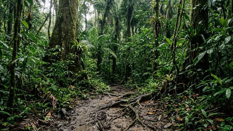 A desafiadora jornada rumo ao topo do Brasil exige rigorosa prepara&ccedil;&atilde;o e profunda conex&atilde;o com a natureza selvagem.