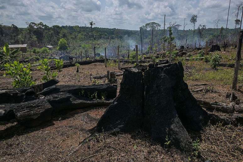 Lula e Fl&aacute;vio prometem combater o desmatamento na Amaz&ocirc;nia se forem eleitos