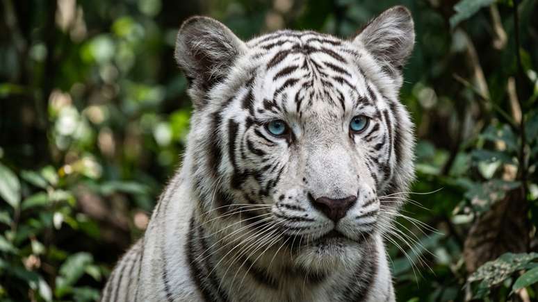 A chegada do jovem felino ao zool&oacute;gico fortalece a educa&ccedil;&atilde;o conservacionista e desperta a expectativa dos visitantes.