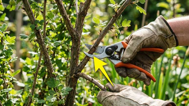 O plantio correto das estacas lenhosas em solo bem drenado assegura o desenvolvimento de ra&iacute;zes vigorosas durante o inverno.