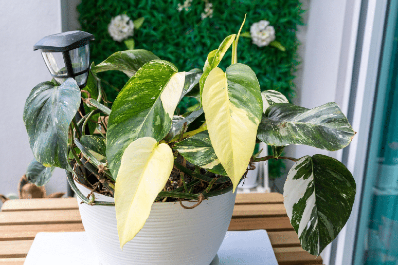 A jiboia afasta energias negativas do lar e &eacute; f&aacute;cil de cultivar 