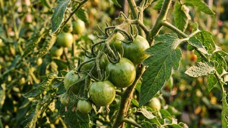 Controlar a irriga&ccedil;&atilde;o e eliminar brotos desnecess&aacute;rios ap&oacute;s a poda otimiza o desenvolvimento final dos tomates verdes na horta.