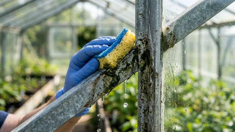A higieniza&ccedil;&atilde;o de bancadas e utens&iacute;lios impede a prolifera&ccedil;&atilde;o de fungos e assegura um cultivo de inverno vigoroso.