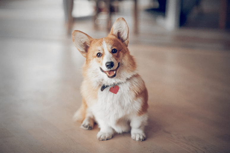 O welsh corgi pembroke &eacute; um cachorro atl&eacute;tico, &aacute;gil e cheio de energia 