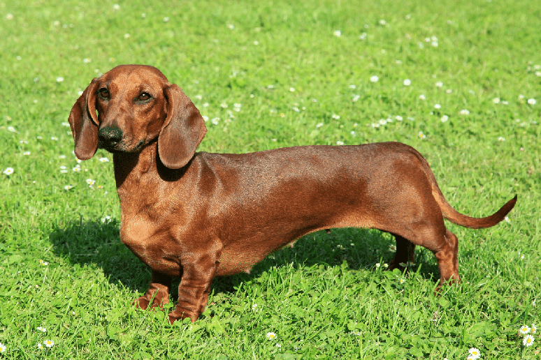 O dachshund&nbsp;&eacute; um dos representantes mais conhecidos entre os c&atilde;es de baixa estatura 