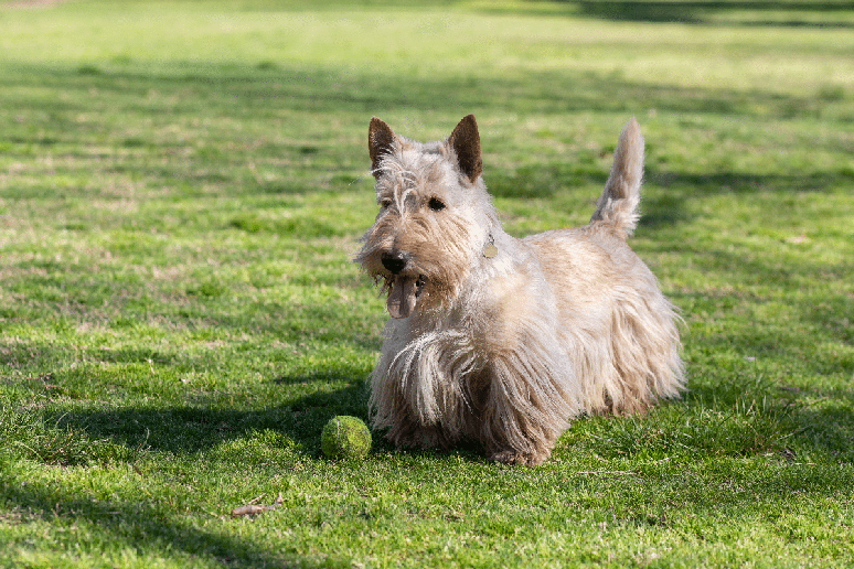 O scottish terrier &eacute; confiante, independente e determinado&nbsp;