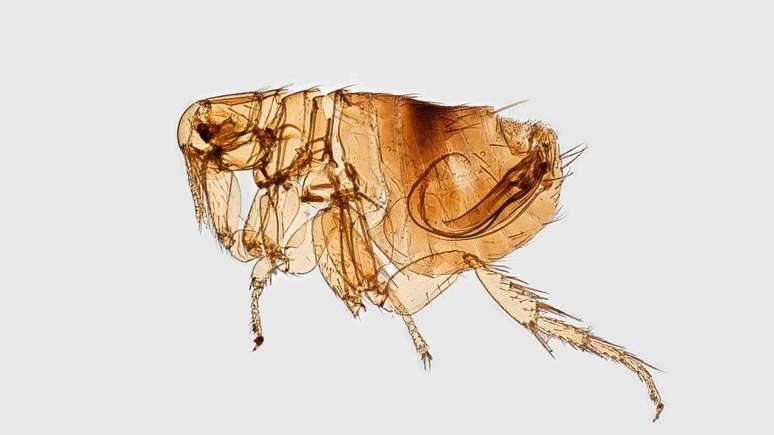 Caracter&iacute;stica morfol&oacute;gica de uma pulga retratada em imagem de microscopia eletr&ocirc;nica de varredura (MEV) colorida digitalmente.