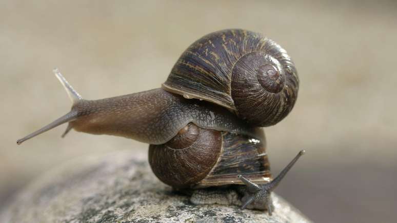 A quiralidade &eacute; a base das caracter&iacute;sticas animais, como a forma como as conchas dos carac&oacute;is se enrolam para a direita