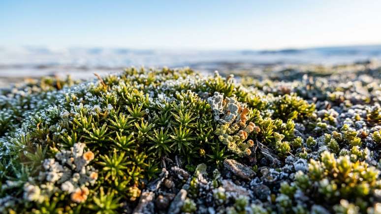 A menor estimula&ccedil;&atilde;o luminosa reduziu a fotoss&iacute;ntese dos vegetais e aumentou a libera&ccedil;&atilde;o de gases na atmosfera ant&aacute;rtica.