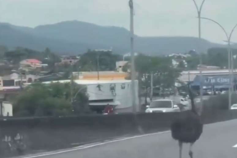 Emu correndo pela regi&atilde;o de Campo Grande, no Rio de Janeiro
