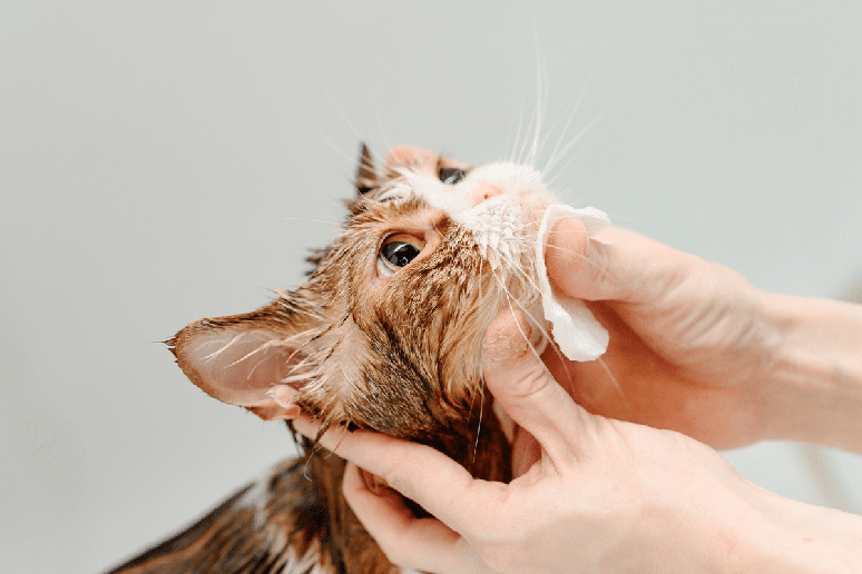 Em casos leves, o tratamento da acne felina pode envolver a higieniza&ccedil;&atilde;o adequada do queixo e/ou dos l&aacute;bios do felino com produtos espec&iacute;ficos 
