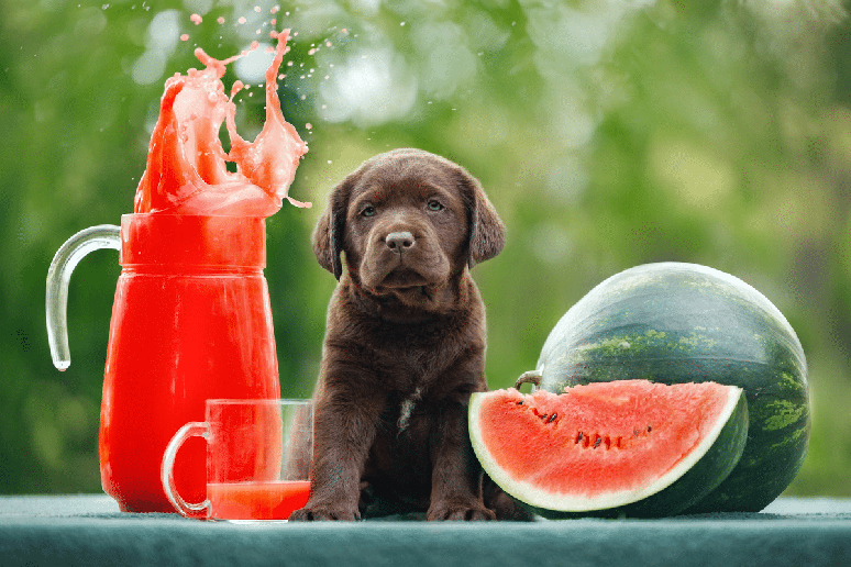 O suco de melancia pode ajudar a hidratar o cachorro 