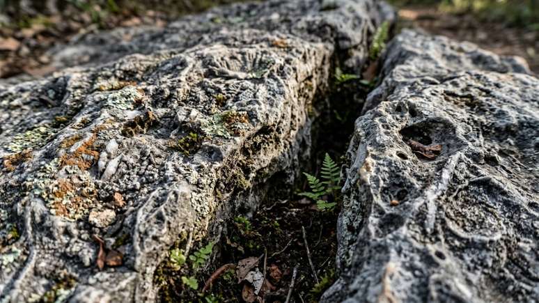 A preserva&ccedil;&atilde;o ambiental garante o equil&iacute;brio ecol&oacute;gico e protege as nascentes da regi&atilde;o.