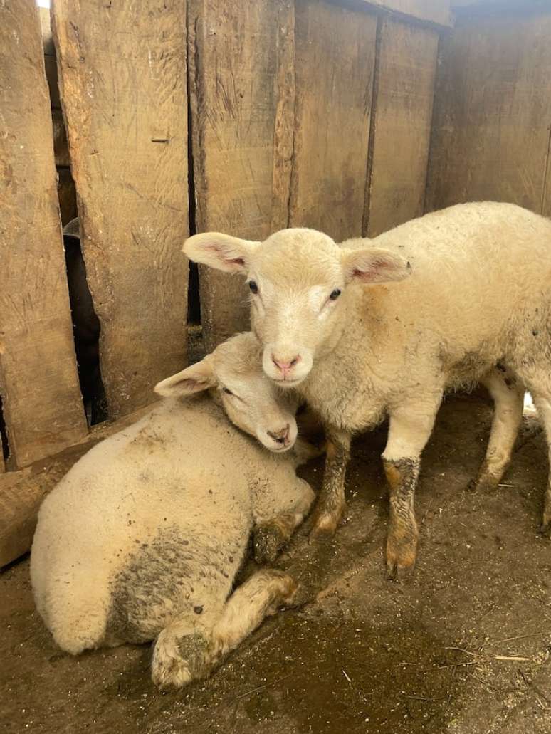 Timba e Joaquina foram os nomes escolhidos para o casal de carneiros presenteado a Davi
