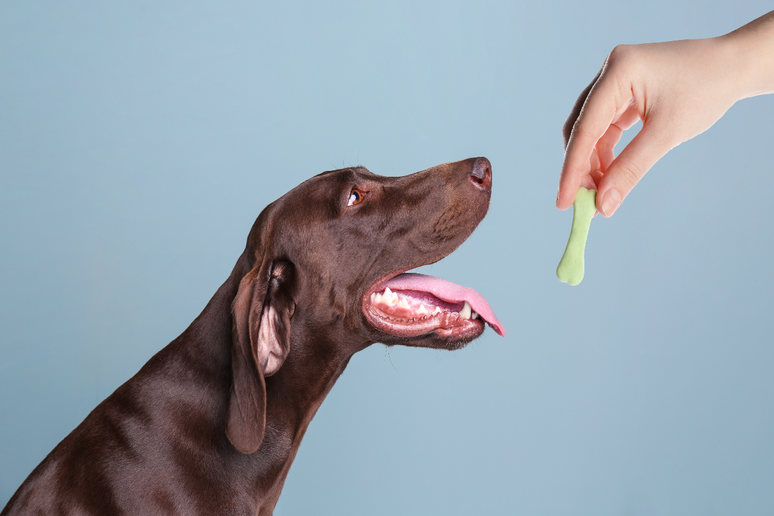 A prote&iacute;na hidrolisada pode ser uma alternativa para c&atilde;es com sensibilidades 
