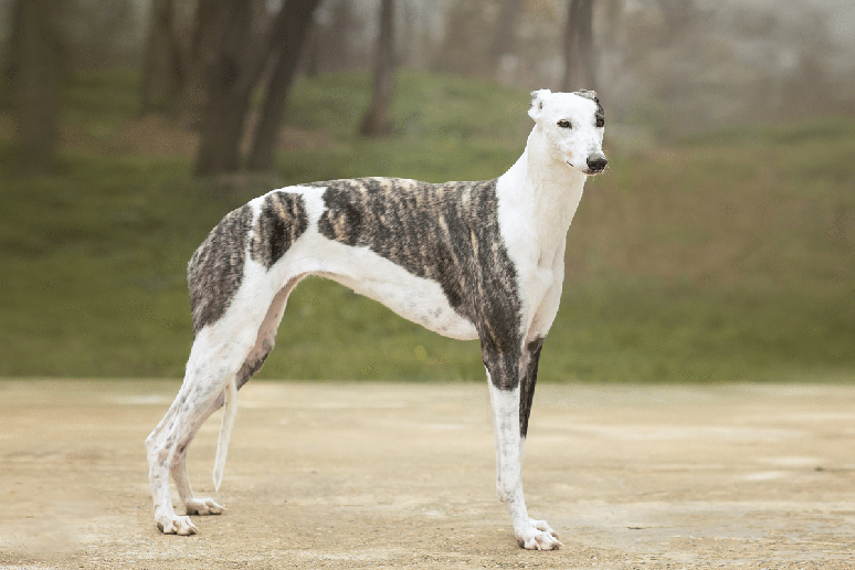 O greyhound combina pernas longas, cintura estreita e pelagem curta em uma estrutura corporal adaptada para correr em alta velocidade 