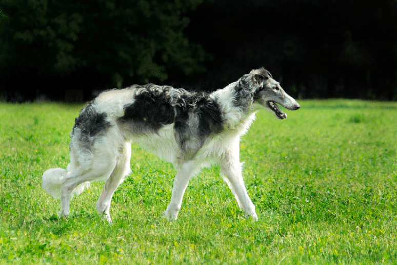 Origin&aacute;rio da R&uacute;ssia, o borzoi possui estrutura esguia e pelagem volumosa 
