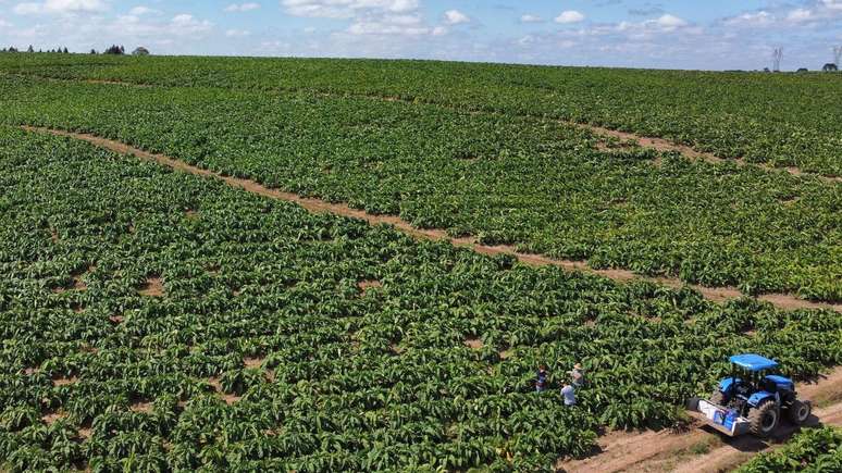 Lavoura de tabaco em S&atilde;o Jo&atilde;o do Triunfo, que se tornou o maior produtor do pa&iacute;s deste item nesta safra