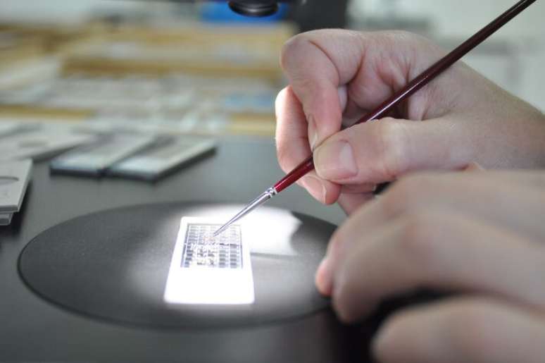 Micropaleontogo analisa um f&oacute;ssil de milh&otilde;es de anos para verificar a idade dele e a idade da rocha de onde ele &eacute; proveniente