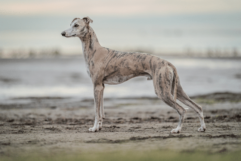 De porte m&eacute;dio, o whippet lembra um greyhound em tamanho reduzido e re&uacute;ne corpo esguio, pernas compridas e grande capacidade atl&eacute;tica 