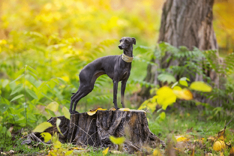 Pequeno e delicado, o galgo italiano chama a aten&ccedil;&atilde;o pelas pernas finas, ossatura leve e corpo naturalmente esguio 