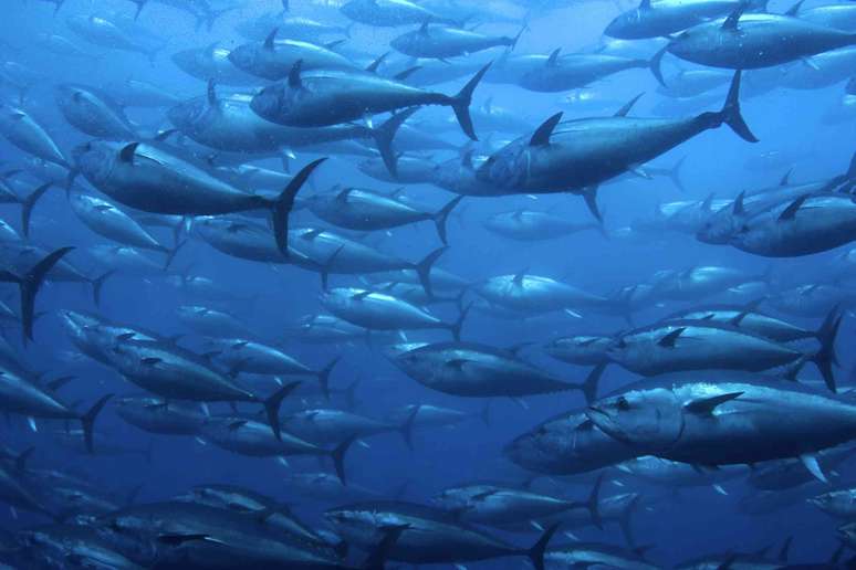 Cardume de peixes prateados escuros nadando juntos contra &aacute;guas azul-escuras