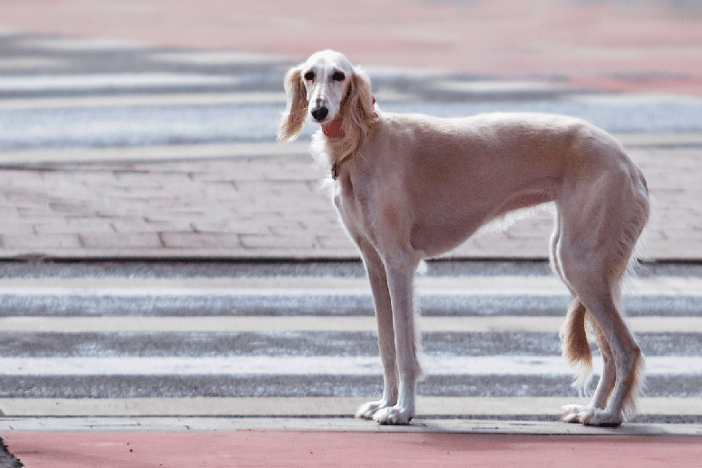O saluki re&uacute;ne grande capacidade f&iacute;sica e um temperamento geralmente gentil e independente 