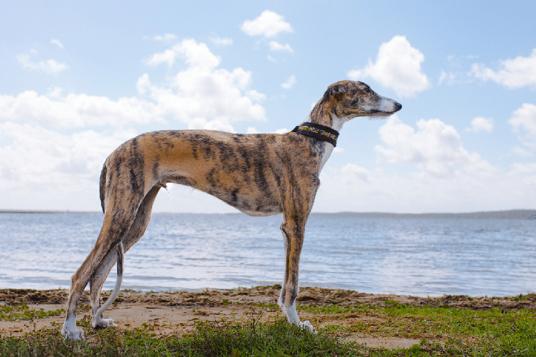 Desenvolvido para perseguir presas, o galgo espanhol combina resist&ecirc;ncia, agilidade e velocidade com um temperamento geralmente reservado e tranquilo 