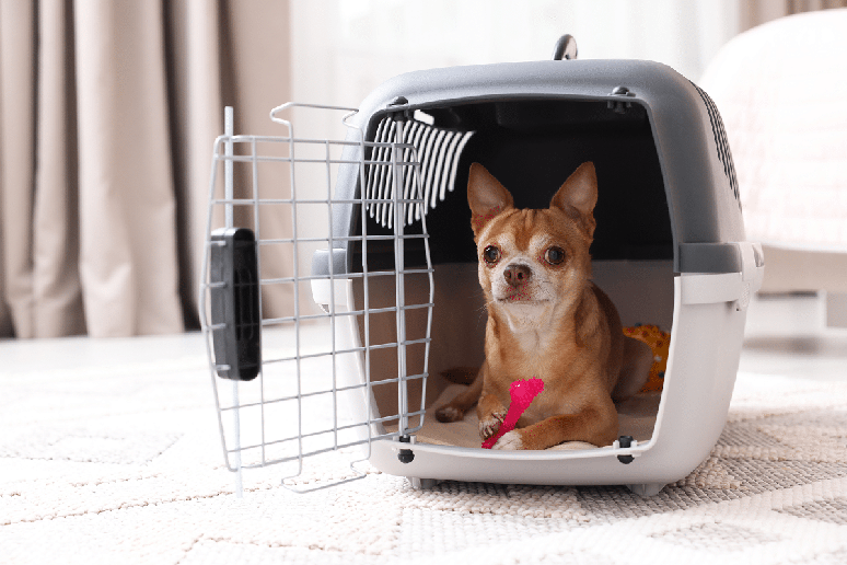 Planejar o trajeto, escolher a caixa de transporte adequada e observar o comportamento do cachorro s&atilde;o cuidados que ajudam a tornar a viagem mais tranquila 