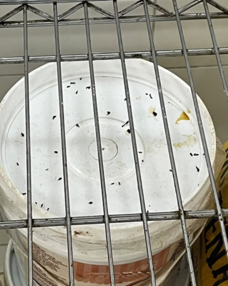 Local estava infestado por fezes de roedores