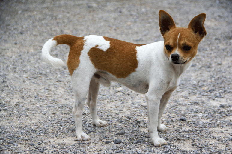 Tracker &eacute; um chihuahua, uma ra&ccedil;a mexicana de pequeno porte que chama a aten&ccedil;&atilde;o pela coragem e personalidade alerta 