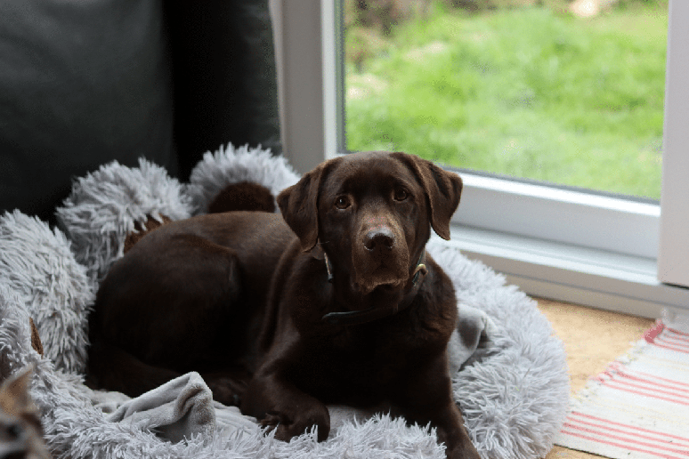 Zuma &eacute; um labrador retriever, uma ra&ccedil;a soci&aacute;vel e inteligente que se destaca pela afinidade com a &aacute;gua 