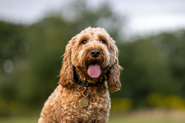 Skye &eacute; uma cockapoo, uma mistura de cocker spaniel e poodle que conquista pela intelig&ecirc;ncia e personalidade brincalhona 