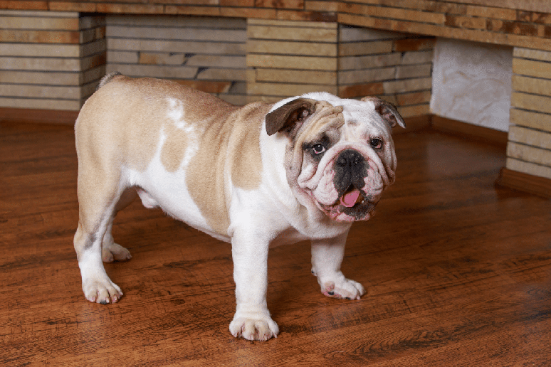 Rubble &eacute; um buldogue ingl&ecirc;s, uma ra&ccedil;a de origem brit&acirc;nica conhecida pelo corpo robusto e pela personalidade afetuosa 