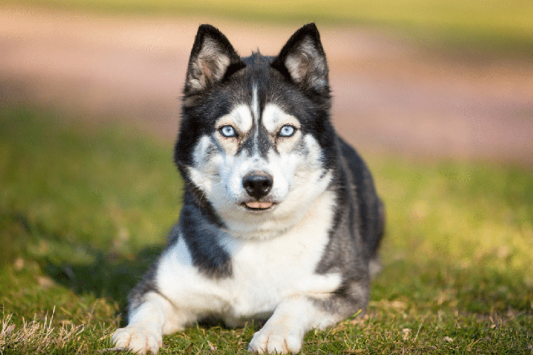 Everest &eacute; uma husky siberiana, uma ra&ccedil;a origin&aacute;ria da Sib&eacute;ria conhecida pela resist&ecirc;ncia f&iacute;sica e pela pelagem adaptada ao frio 