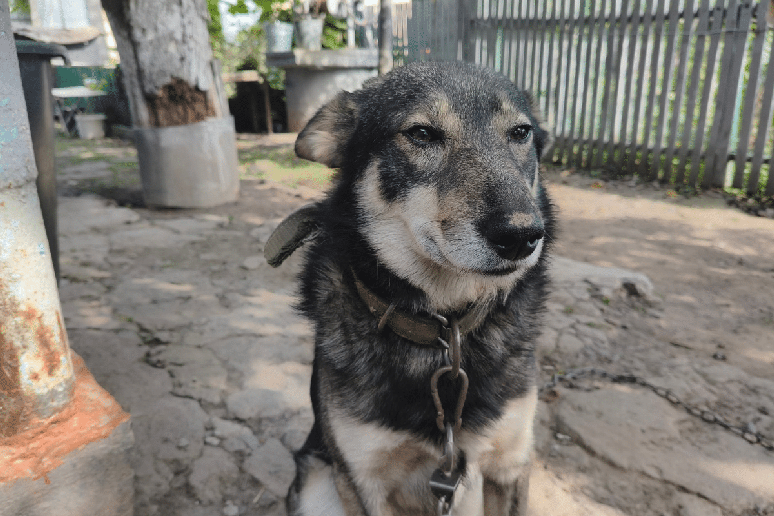 Rocky representa os c&atilde;es sem ra&ccedil;a definida, resultado de cruzamentos entre c&atilde;es de diferentes ra&ccedil;as e linhagens ao longo das gera&ccedil;&otilde;es 